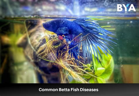 betta fish diseases with pictures|Betta Fish Diseases: Identify + Treat Common Illnesses .